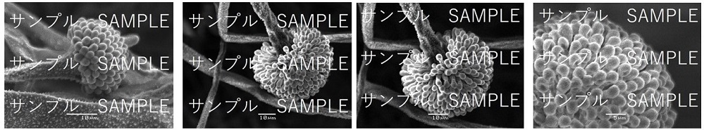 電子顕微鏡写真（麹菌１：RIB40株）サンプル