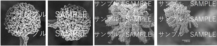 電子顕微鏡写真（麹菌２：RIBOIS01株）サンプル