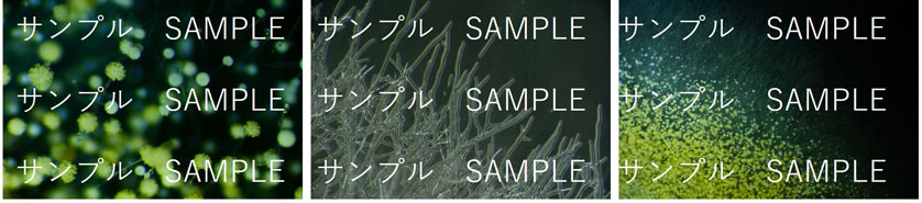 麹菌光学顕微鏡写真サンプル