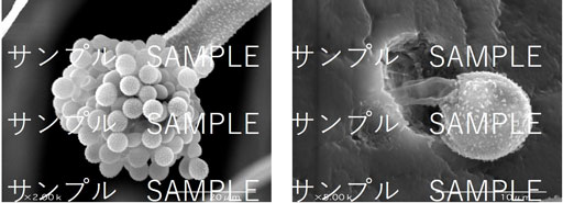 電子顕微鏡写真（白麹菌）サンプル